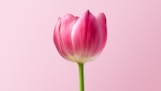 pink flower