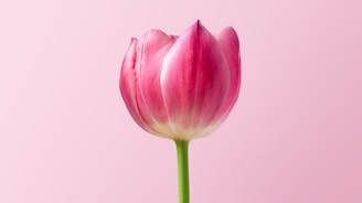 pink flower for feeling heard