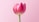 pink flower