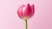 pink flower