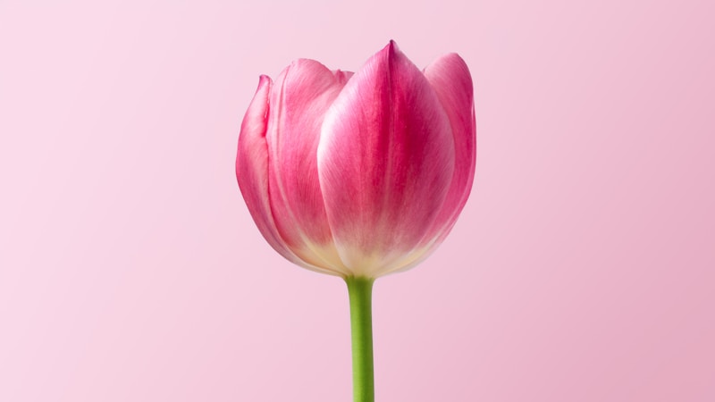 Pink Tulip  window light