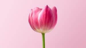 Foto sebelum enhancement