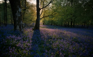 purple flowers in forest