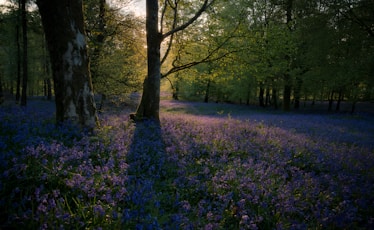 purple flowers in forest
