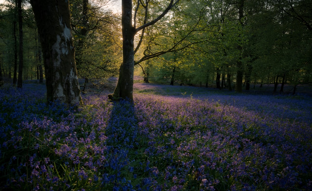 purple flowers in forest
