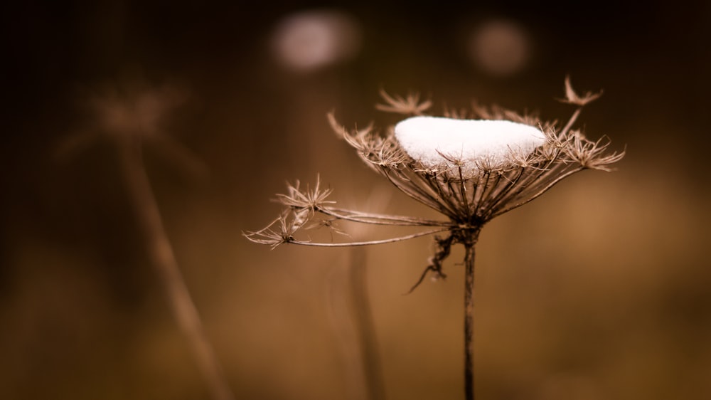 fotografia ravvicinata di un fiore dai petali bianchi