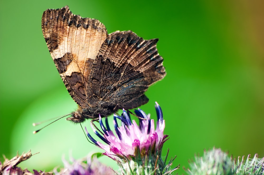 보라색 꽃에 갈색 나비의 선택적 초점 사진