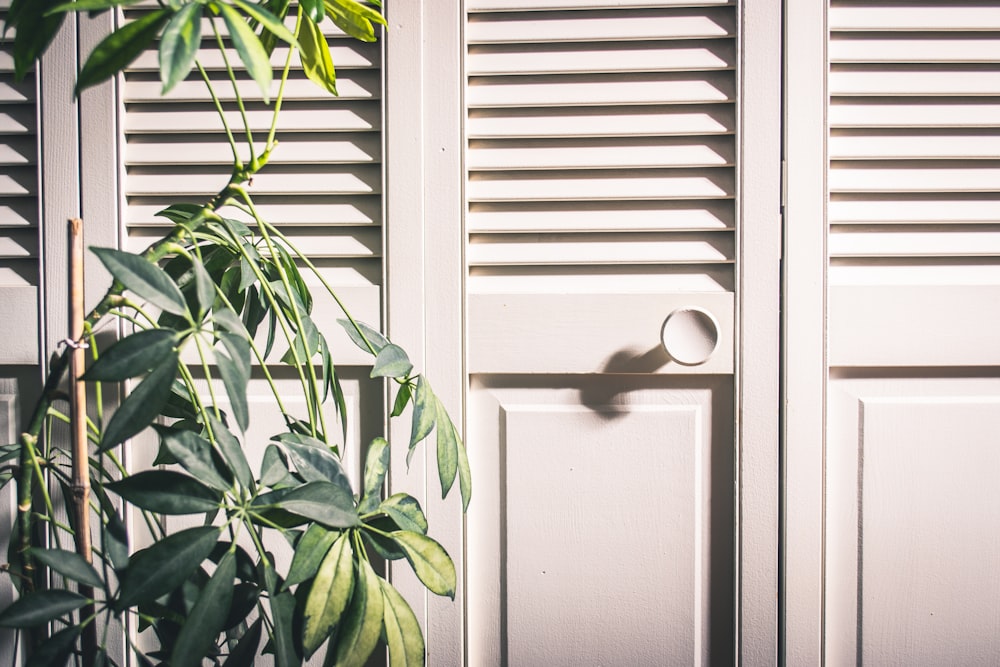 green leafed plant and white wooden louvered door