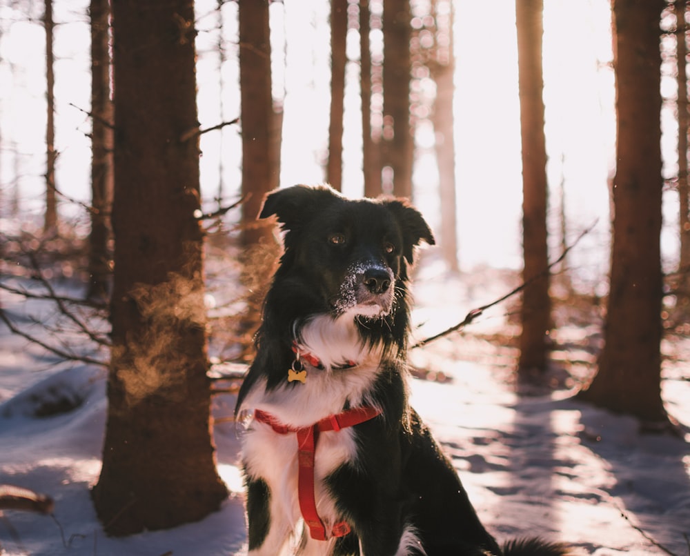 short-coated black and white dog near trees closeup photogrpahy
