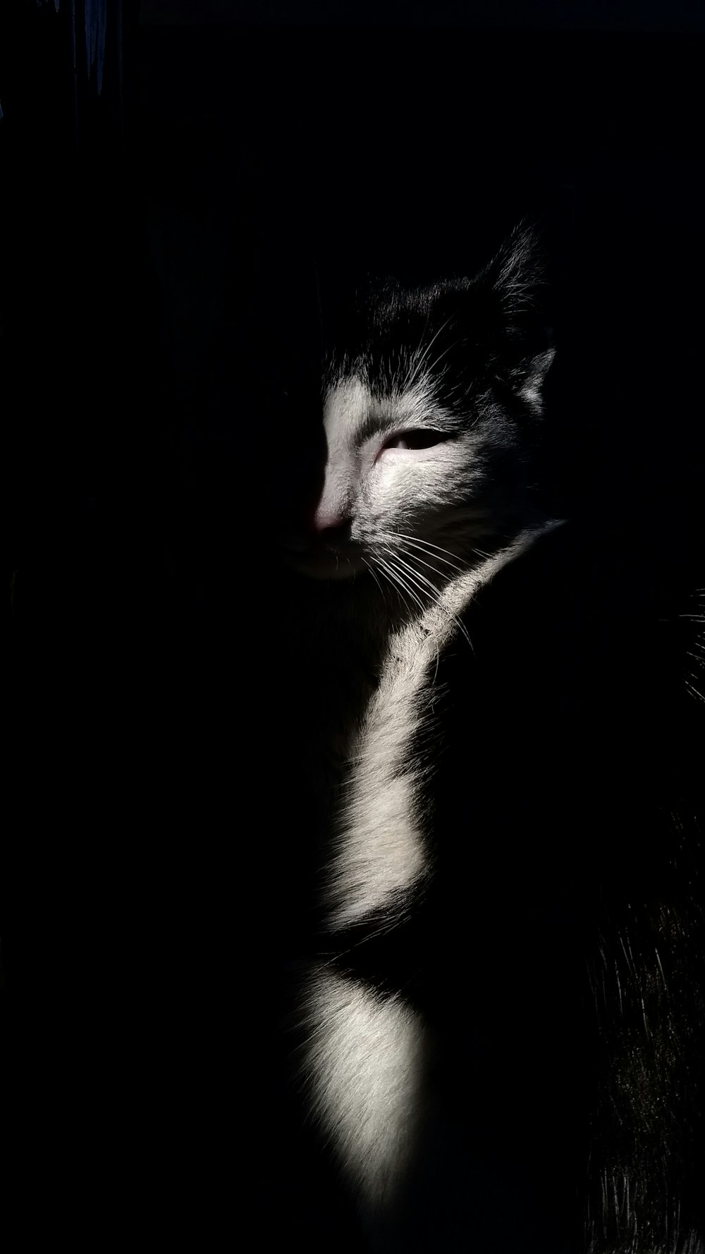 fotografia a fuoco superficiale di gatto bianco e nero