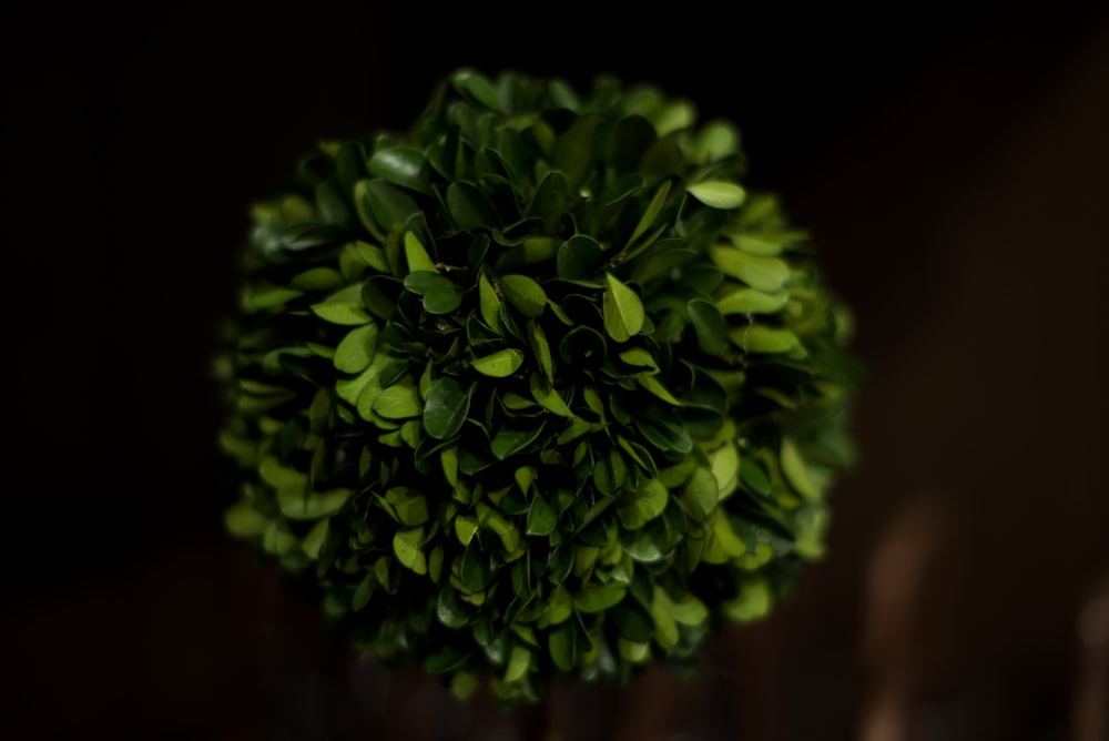 녹색 잎의 클로즈업 사진