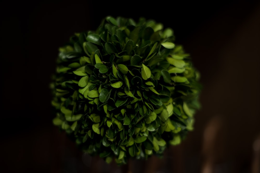 close up photography of green leaves