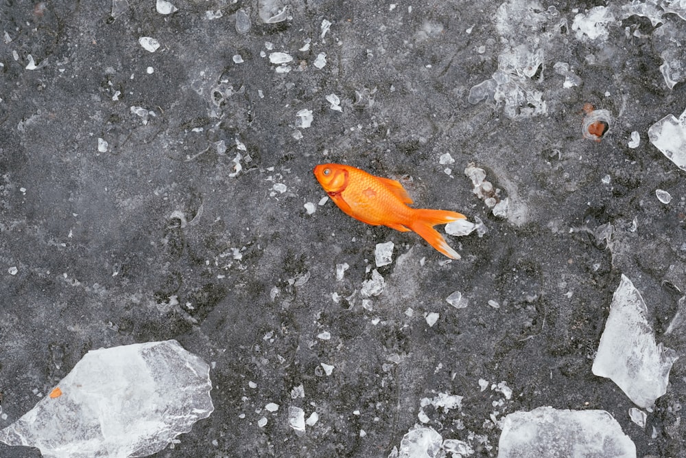 Pescado anaranjado sobre superficie gris