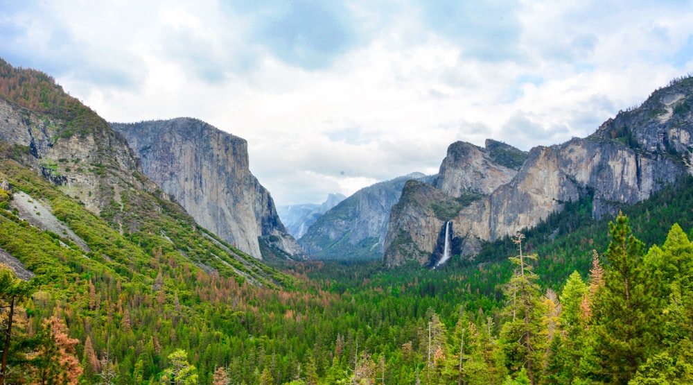 pine tree fields surrounded with rocky mountains