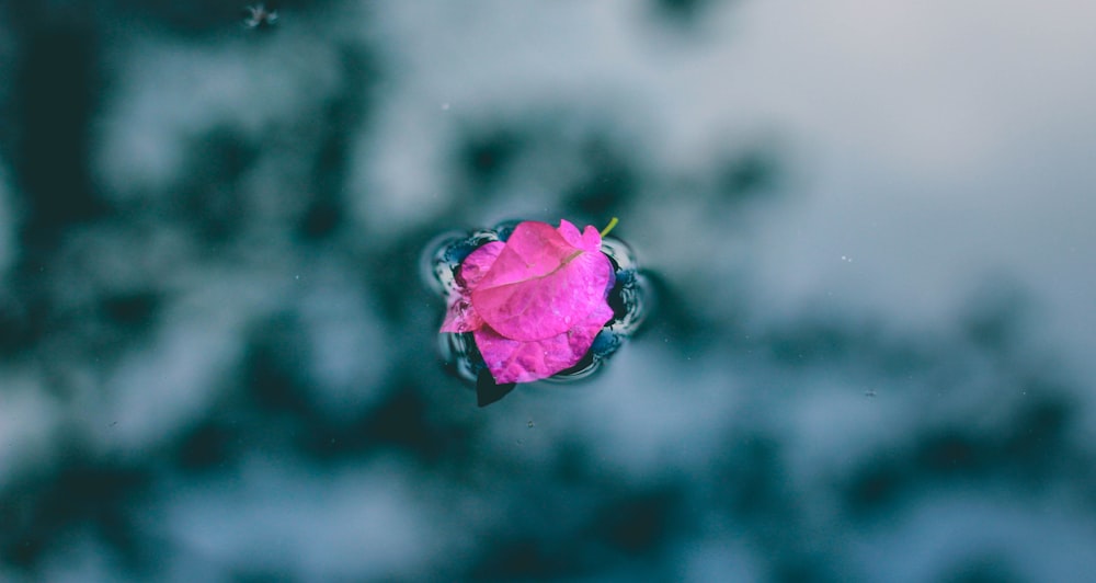 Photo de mise au point sélective de fleur de bougainvillier rose