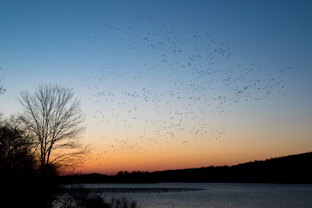 stormo di uccelli che volano durante il tramonto