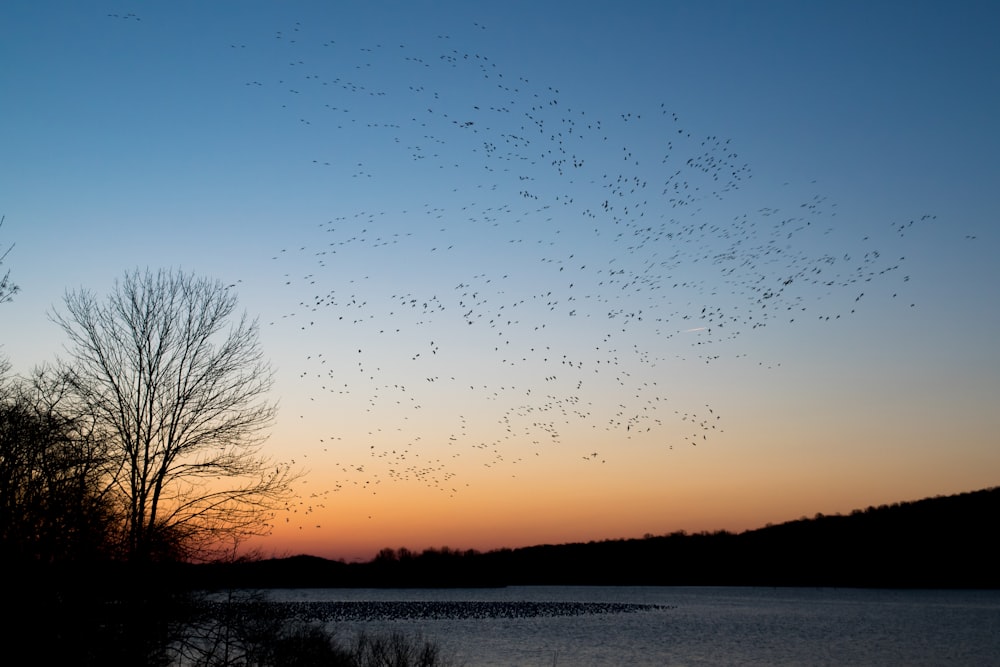 Vogelschwarm, der während des Sonnenuntergangs fliegt