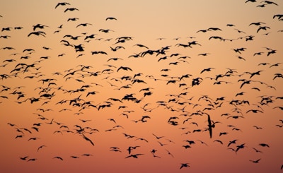 birds during golden hour