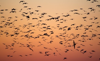 birds during golden hour
