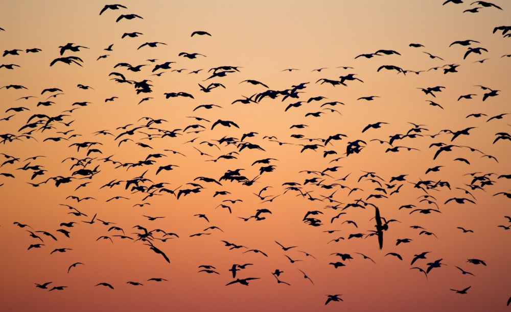 Oiseaux pendant l’heure dorée