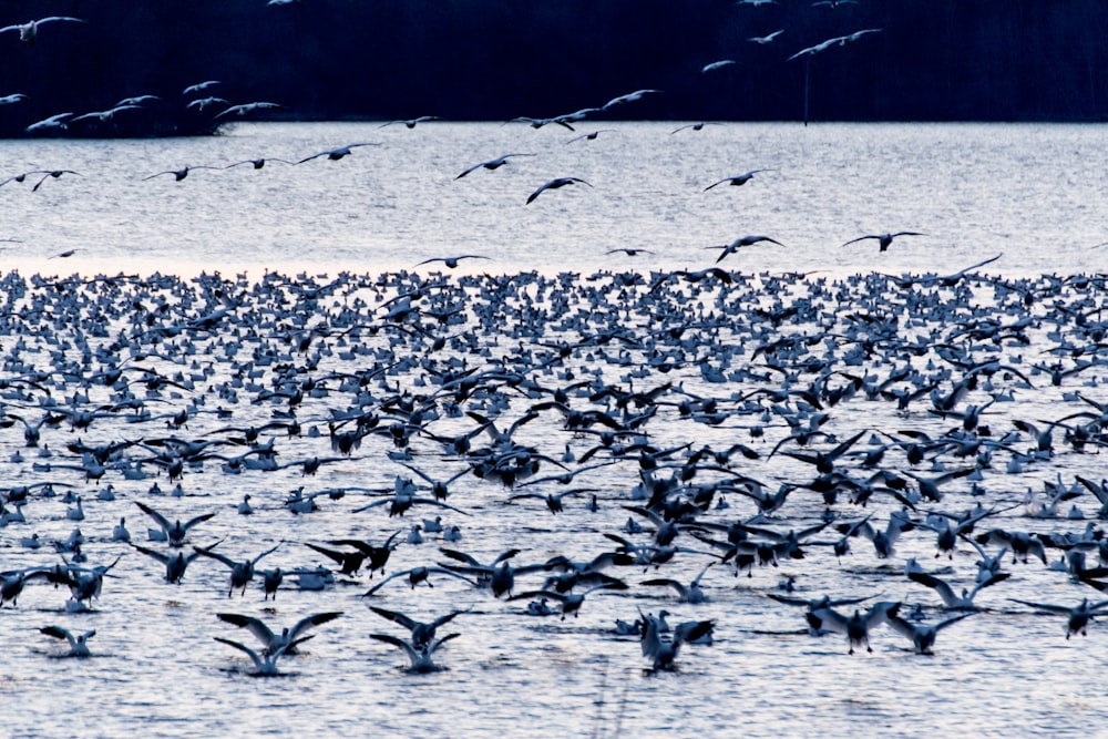 flock of black birds on top of body of water