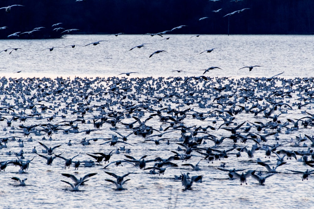 Volée d’oiseaux noirs au-dessus d’un plan d’eau