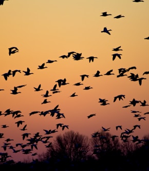 birds flying golden hour