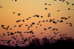 birds flying golden hour