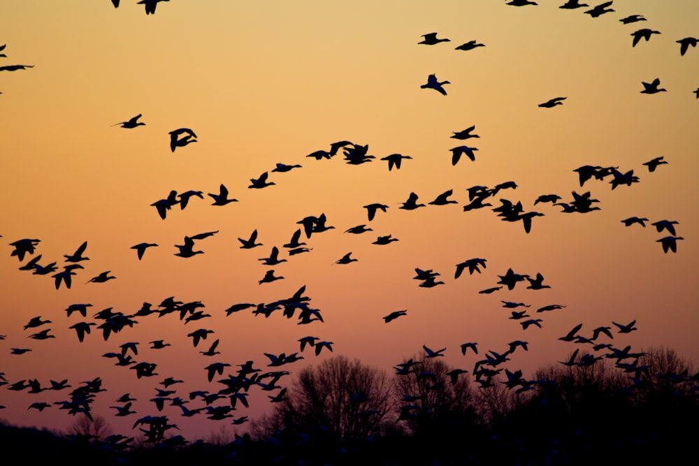 Schwarm fliegender Vögel während der goldenen Stunde