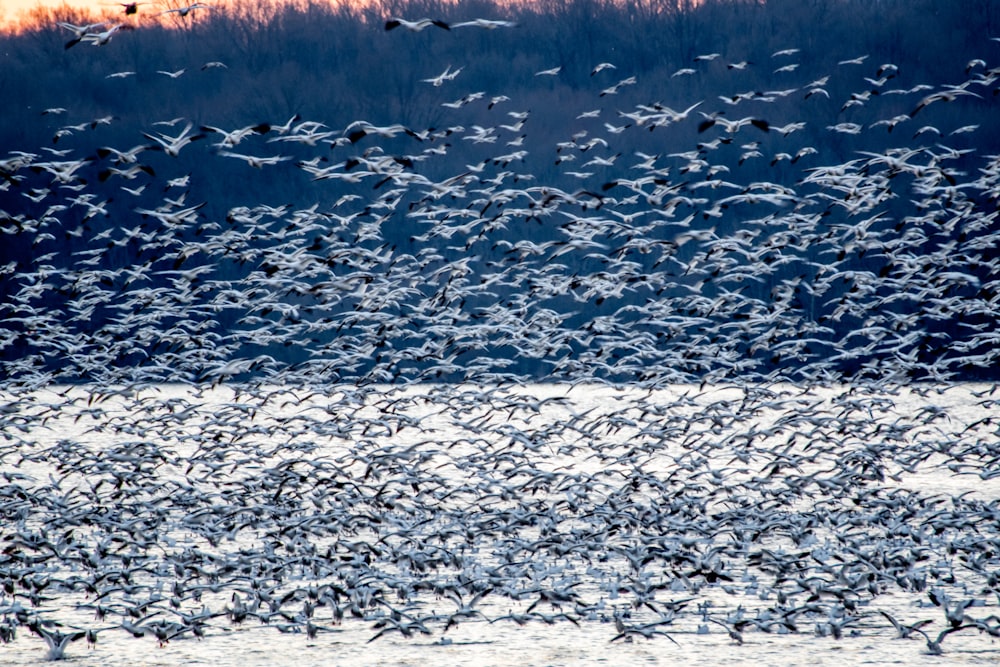 bandada de pájaros blancos