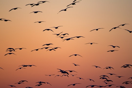 silhouette of birds flying during orange sunset in Middle Creek Wildlife Management Area United States