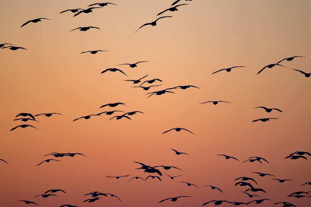 Silhouette von Vögeln, die während des orangefarbenen Sonnenuntergangs fliegen