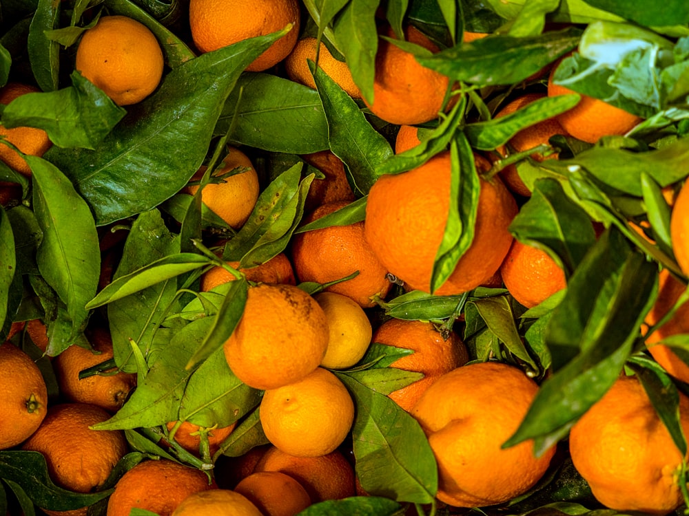 lot of orange fruit