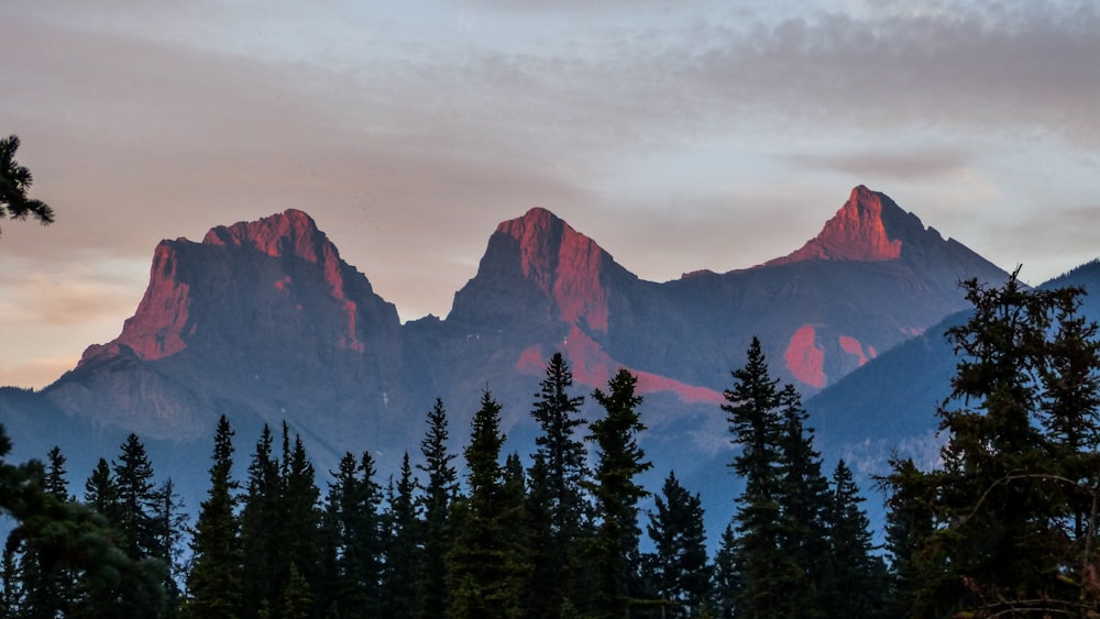 arbres et montagne brune sous ciel nuageux