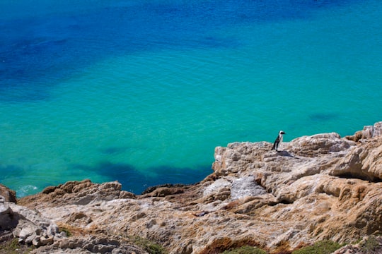 penguin standing on mountain cliff with background of sea in Betty's Bay South Africa