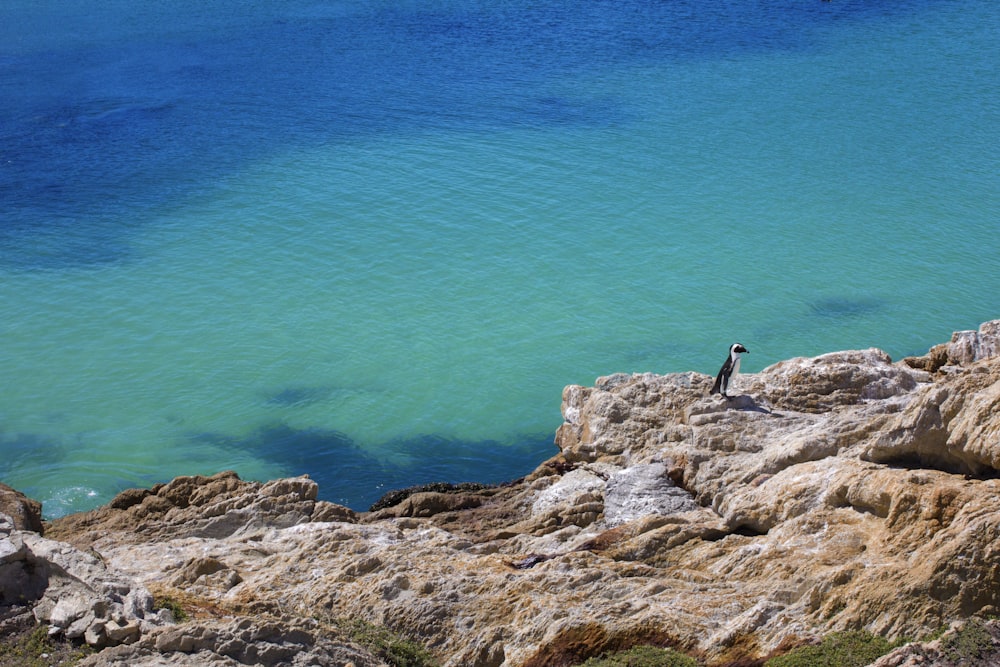 penguin standing on mountain cliff with background of sea