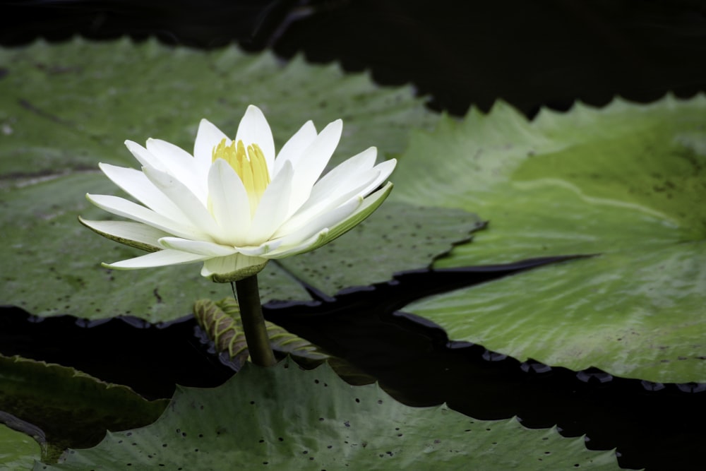 white flower