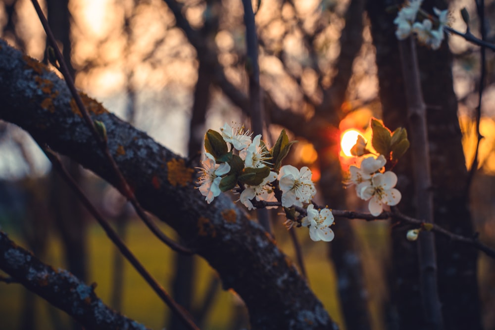 夕暮れ時の桜の花のクローズアップ写真