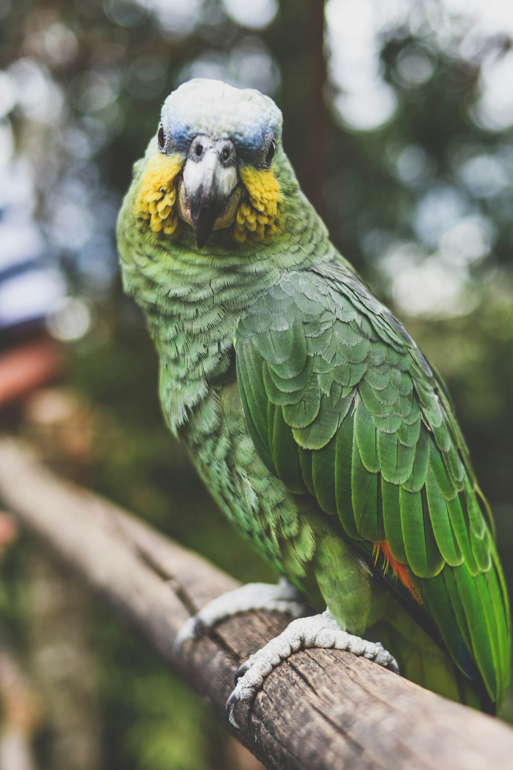 green and yellow budgerigars closeu photography