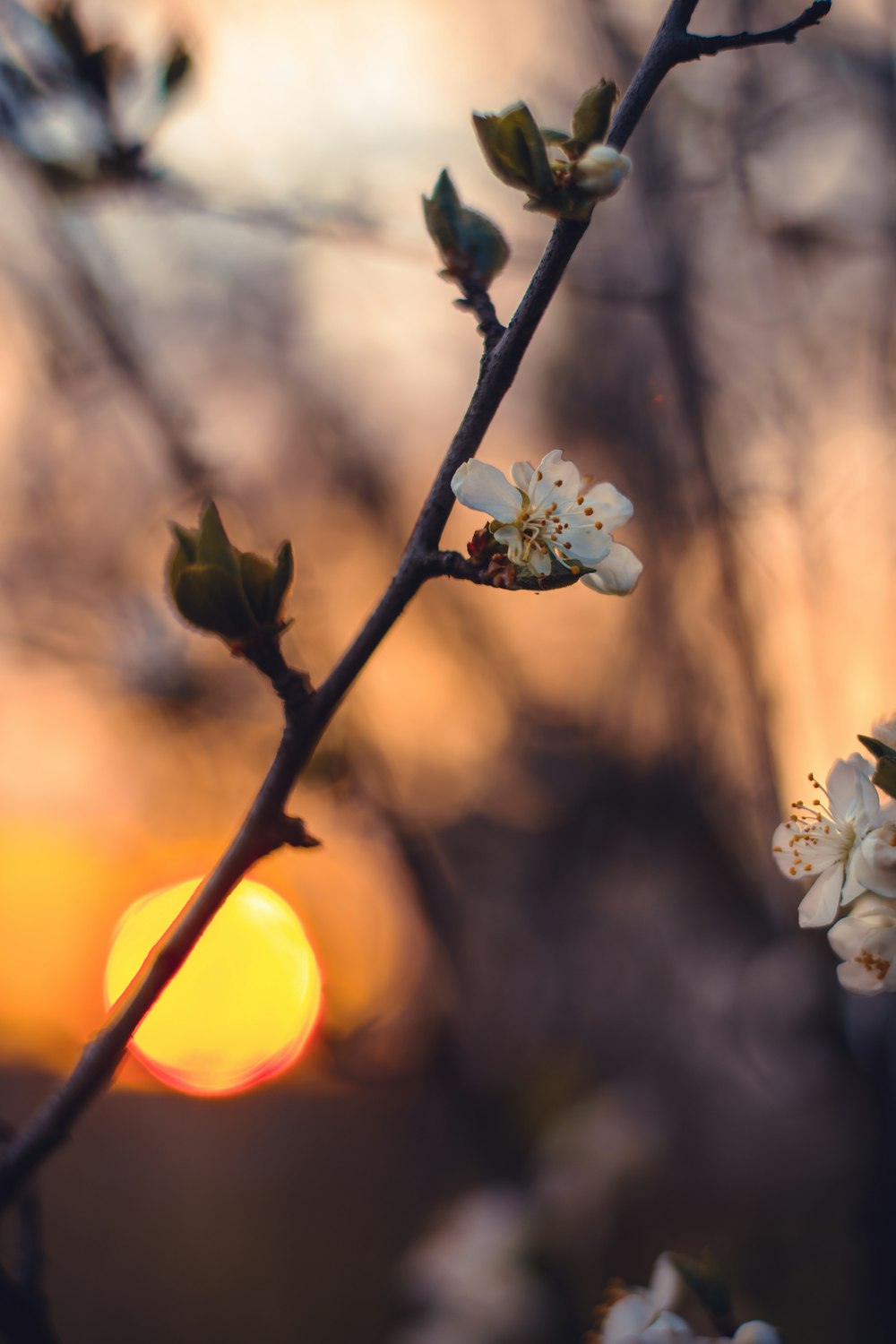 white petaled flowers