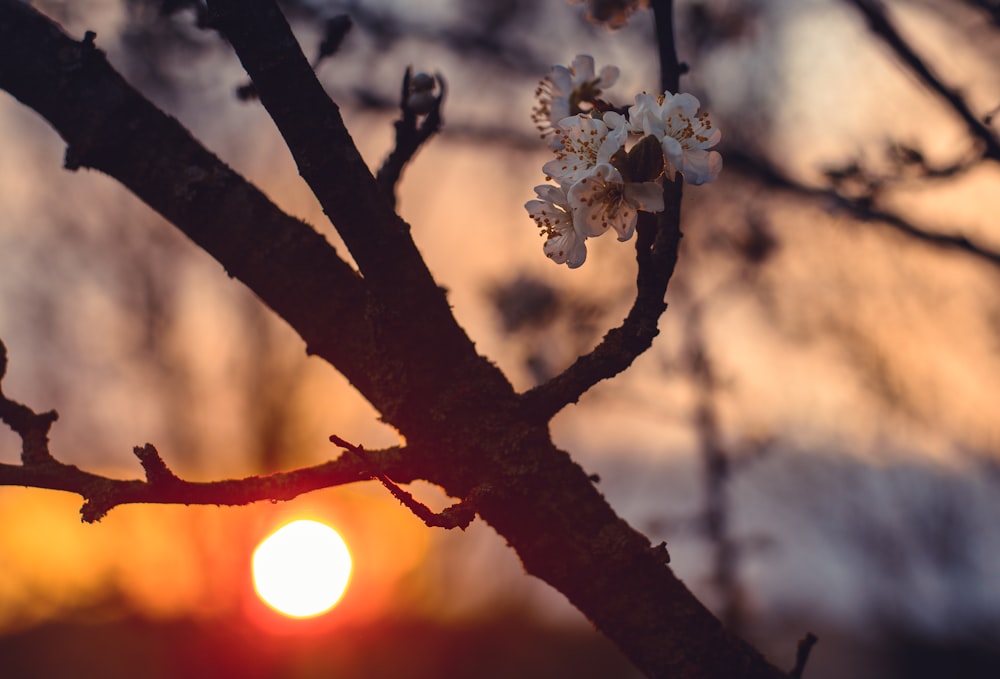 Photographie à mise au point peu profonde de la fleur au coucher du soleil