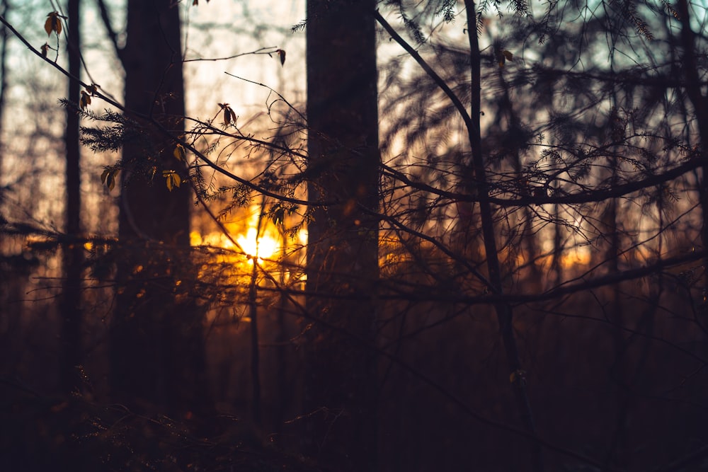 silhouette of trees during sunset