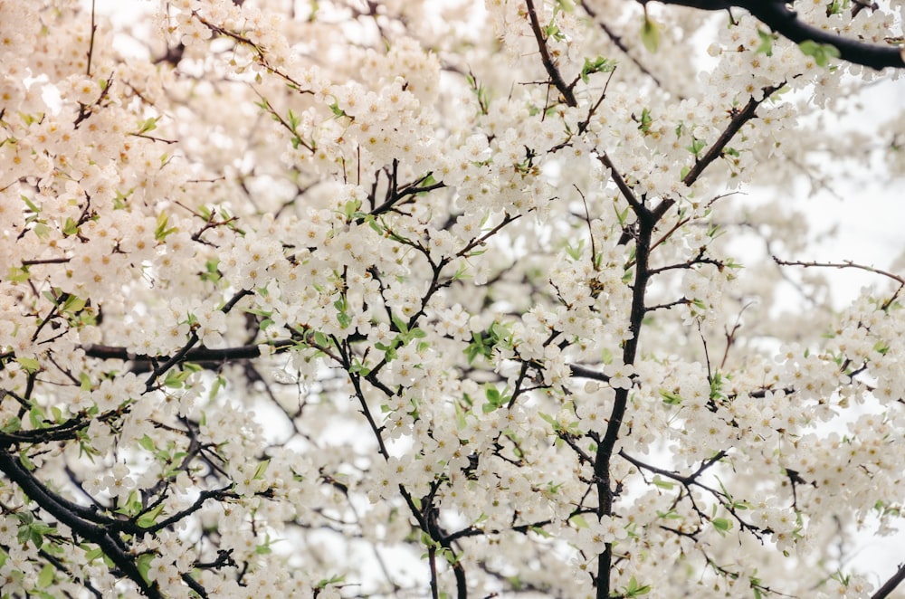 white flowers