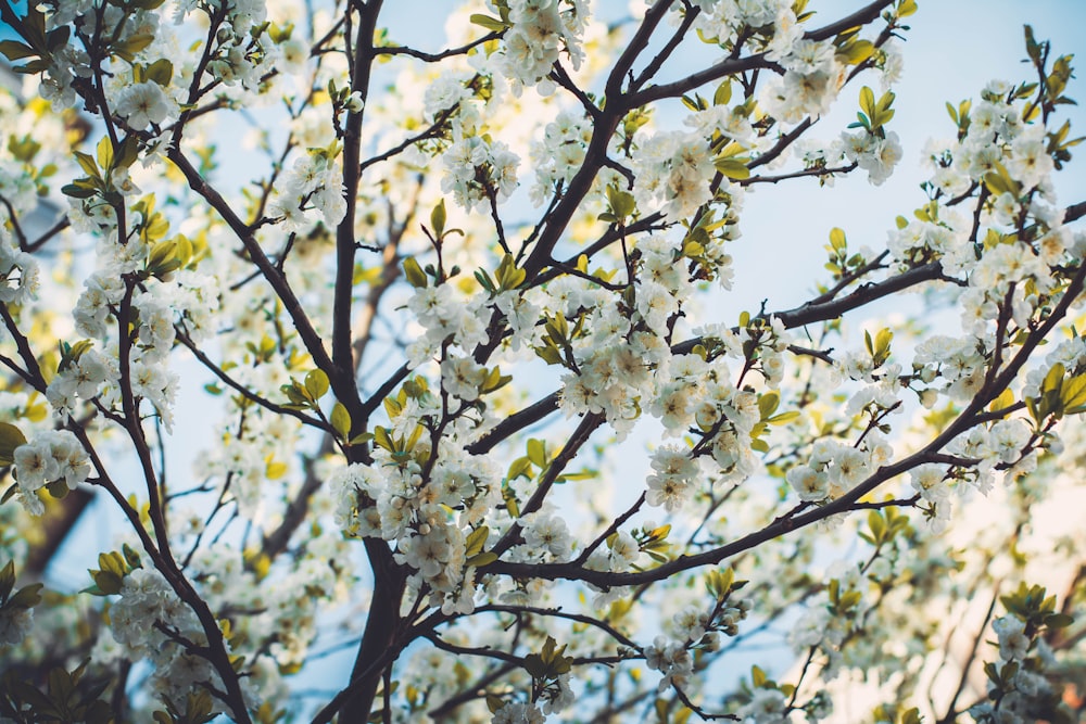 white flowers in shallow focus lens