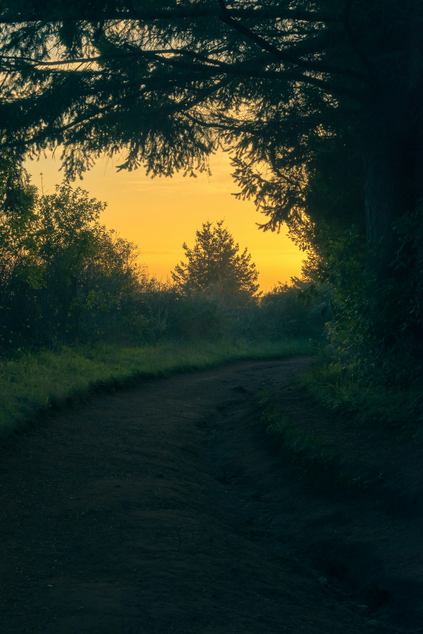 silhouette of trees and grass