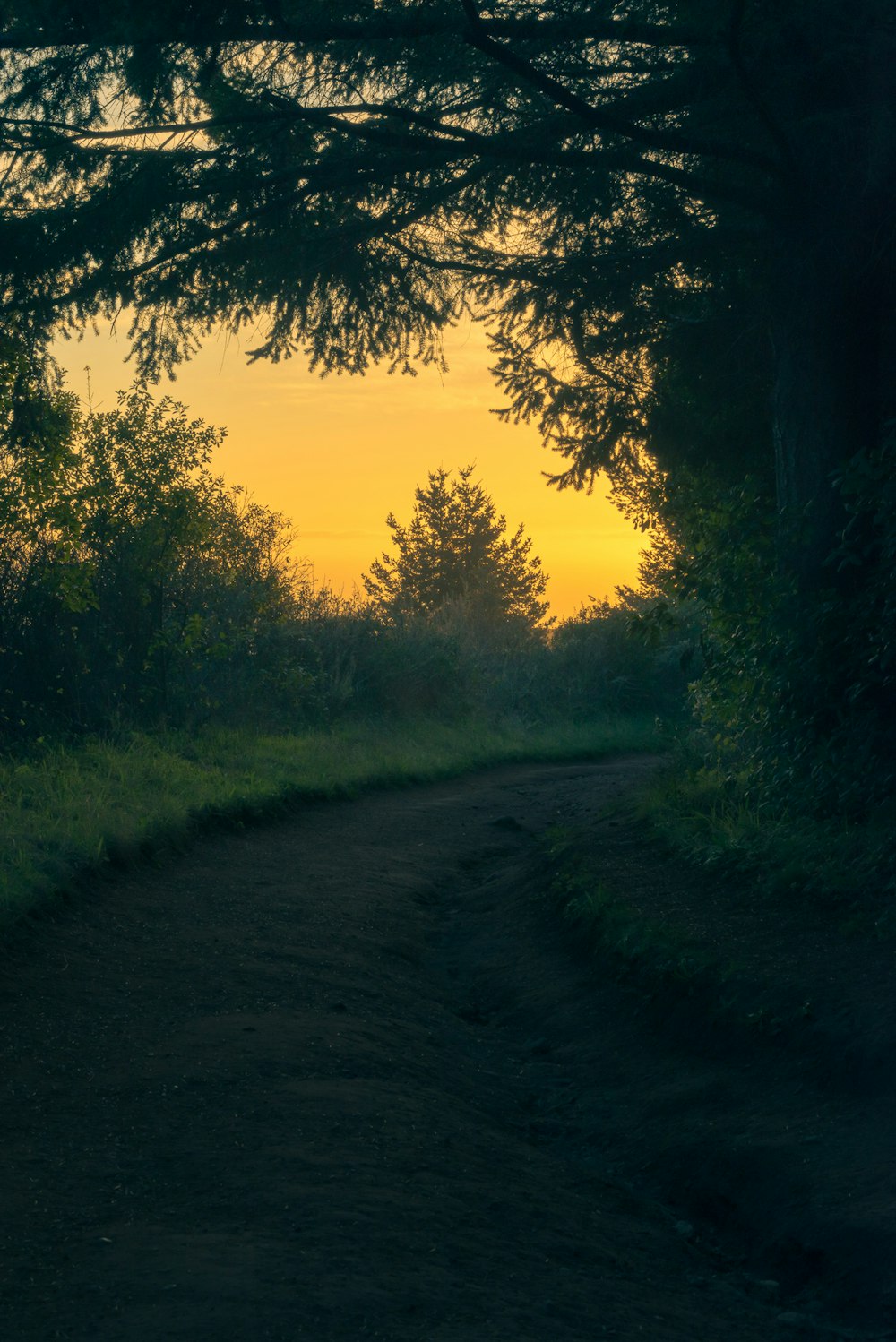 silhouette of trees and grass