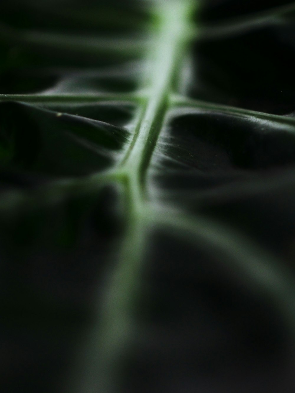Fotografia macro de folha verde