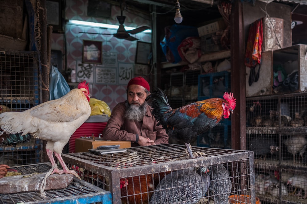 Dos gallos en jaulas para mascotas frente al hombre con gorra roja durante el día