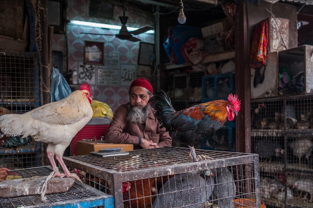 two roosters on pet crates in front of man in red cap during daytime