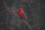 selective focus photography of red cardinal on tree